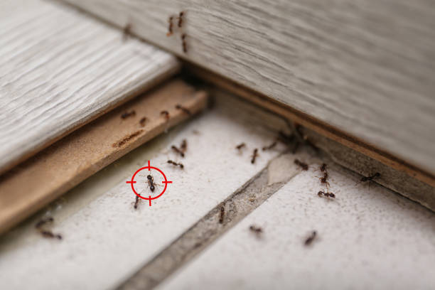 Best Residential Pest Control  in Elliston, VA